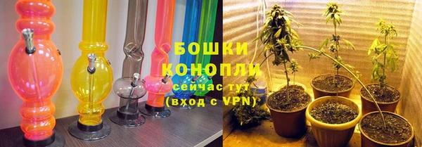 сатива Новодвинск